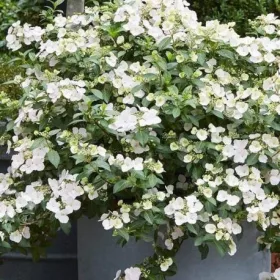 Fátyol Hortenzia " Runaway Bride" - Hydrangea Macrophylla