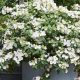 Fátyol Hortenzia " Runaway Bride" - Hydrangea Macrophylla