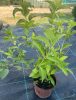 Fátyol Hortenzia " Runaway Bride" - Hydrangea Macrophylla