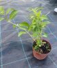 Fátyol Hortenzia " Runaway Bride" - Hydrangea Macrophylla