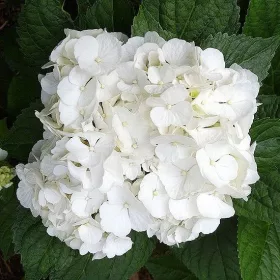   Kerti Hortenzia " White Power" - Hydrangea macrophylla