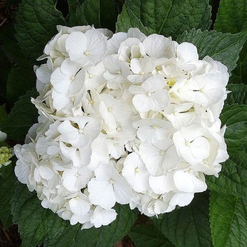Kerti Hortenzia " White Power" - Hydrangea macrophylla