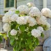 Cserjés Hortenzia "Candybelle Marshmallow " - Hydrangea Arborescens