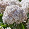 Cserjés Hortenzia "Candybelle Marshmallow " - Hydrangea Arborescens