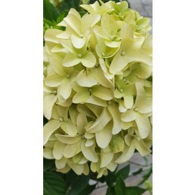 Bugás hortenzia - "Skyfall" - Hydrangea Paniculata-K1,5