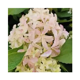 Bugás hortenzia - "Skyfall" - Hydrangea Paniculata-K1,5