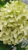 Bugás hortenzia - "Skyfall" - Hydrangea Paniculata-K1,5