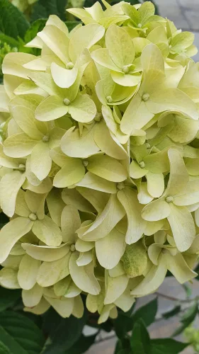 Bugás hortenzia - "Skyfall" - Hydrangea Paniculata-K1,5