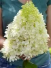 Bugás hortenzia - "Skyfall" - Hydrangea Paniculata-K1,5