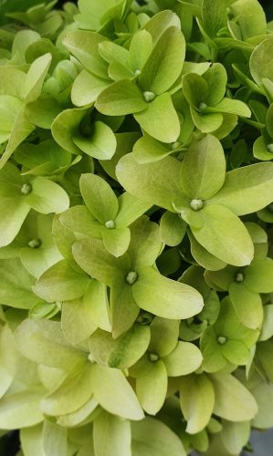 Bugás hortenzia - "Skyfall" - Hydrangea Paniculata-K1,5