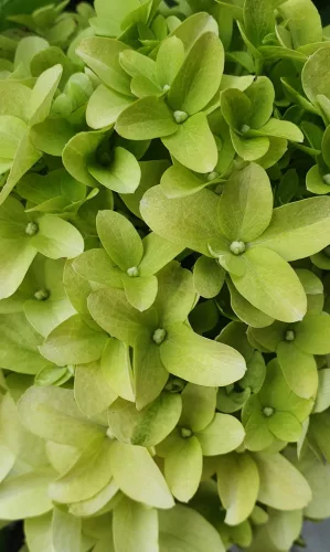 Bugás hortenzia - "Skyfall" - Hydrangea Paniculata-K1,5