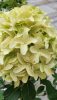 Bugás hortenzia - "Skyfall" - Hydrangea Paniculata-K1,5