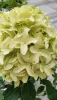 Bugás hortenzia - "Skyfall" - Hydrangea Paniculata-K1,5