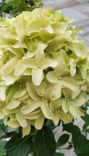 Bugás hortenzia - "Skyfall" - Hydrangea Paniculata-K1,5