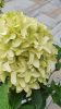 Bugás hortenzia - "Skyfall" - Hydrangea Paniculata-K1,5