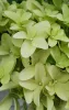 Bugás hortenzia - "Skyfall" - Hydrangea Paniculata-K1,5