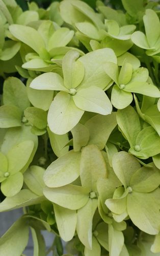 Bugás hortenzia - "Skyfall" - Hydrangea Paniculata-K1,5