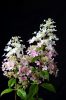 Bugás hortenzia - "Confetti" - Hydrangea Paniculata