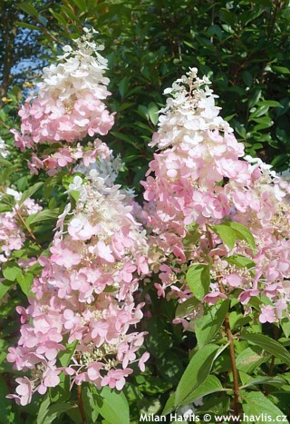 Bugás hortenzia - "Confetti" - Hydrangea Paniculata