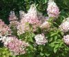 Bugás hortenzia - "Confetti" - Hydrangea Paniculata