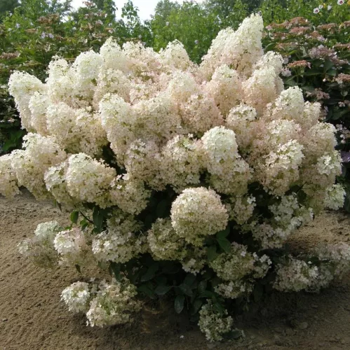 Bugás hortenzia - "BOBO" - Hydrangea Paniculata