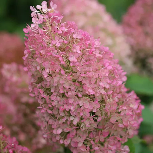Bugás hortenzia - "BOBO" - Hydrangea Paniculata