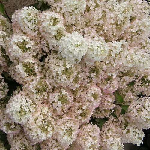 Bugás hortenzia - "BOBO" - Hydrangea Paniculata