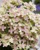 Bugás hortenzia - "Polestar" - Hydrangea Paniculata