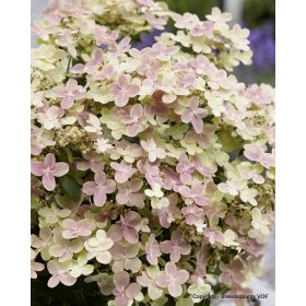 Bugás hortenzia - "Polestar" - Hydrangea Paniculata