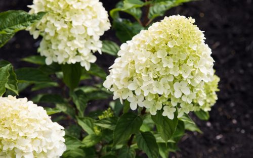Bugás hortenzia - "Sundae Fraise" - Hydrangea Paniculata