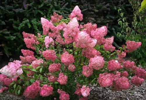 Bugás hortenzia - "Sundae Fraise" - Hydrangea Paniculata