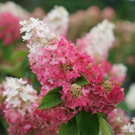   Bugás hortenzia - "Pinky Winky" - Hydrangea Paniculata