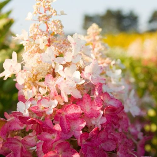 Bugás hortenzia - "Pinky Winky" - Hydrangea Paniculata