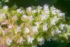 Tölgylevelű hortenzia " Snowflake"Hydrangea quercifolia