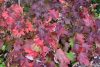 Tölgylevelű hortenzia " Snowflake"Hydrangea quercifolia