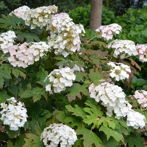 Tölgylevelű hortenzia " Applause" Hydrangea quercifolia