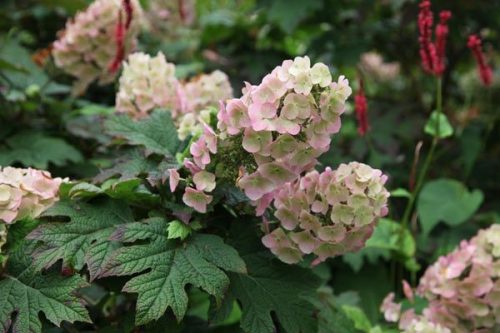 Tölgylevelű hortenzia " Applause" Hydrangea quercifolia