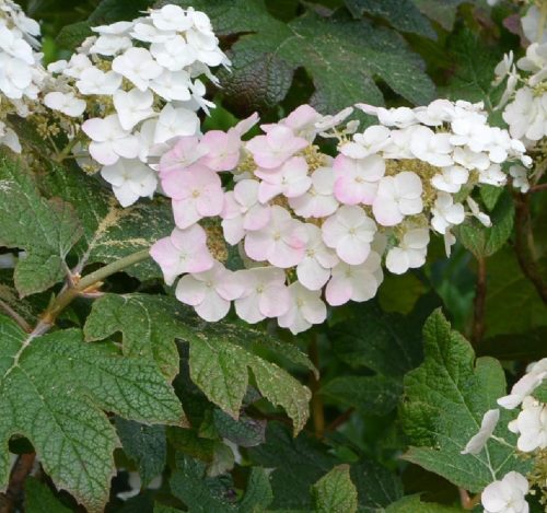 Tölgylevelű hortenzia " Applause" Hydrangea quercifolia