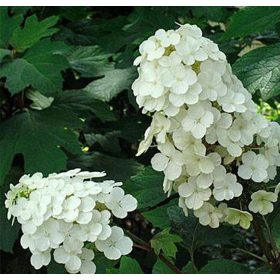   Tölgylevelű hortenzia - Hydrangea quercifolia "Alice"