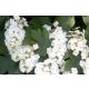 Tölgylevelű hortenzia " Alice" Hydrangea quercifolia