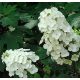 Tölgylevelű hortenzia - Hydrangea quercifolia "Alice"