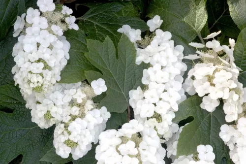 Tölgylevelű hortenzia - Hydrangea quercifolia "Alice"