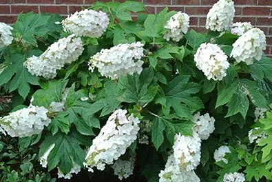 Tölgylevelű hortenzia - Hydrangea quercifolia "Alice"