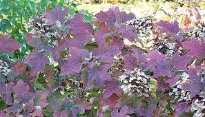 Tölgylevelű hortenzia - Hydrangea quercifolia "Alice"