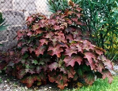 Tölgylevelű hortenzia - Hydrangea quercifolia "Alice"
