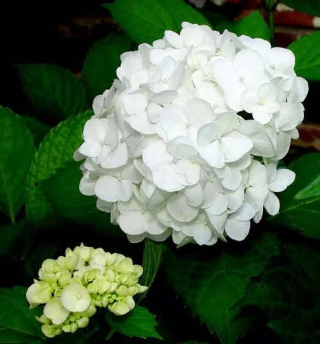Kerti Hortenzia " White Power" - Hydrangea macrophylla