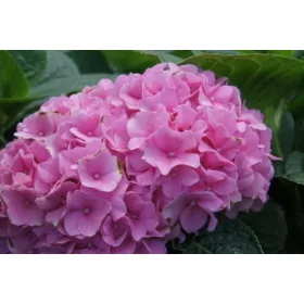   Rózsaszín virágú Kerti Hortenzia " Pretty Pink" - Hydrangea macrophylla
