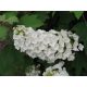Tölgylevelű hortenzia " Snow Queen" Hydrangea quercifolia