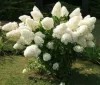 Bugás hortenzia - "Polar Bear" - Hydrangea Paniculata