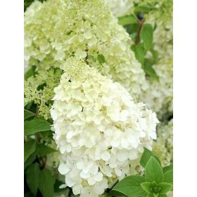Bugás hortenzia - "Polar Bear" - Hydrangea Paniculata